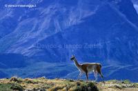 Guanaco 24-17-03